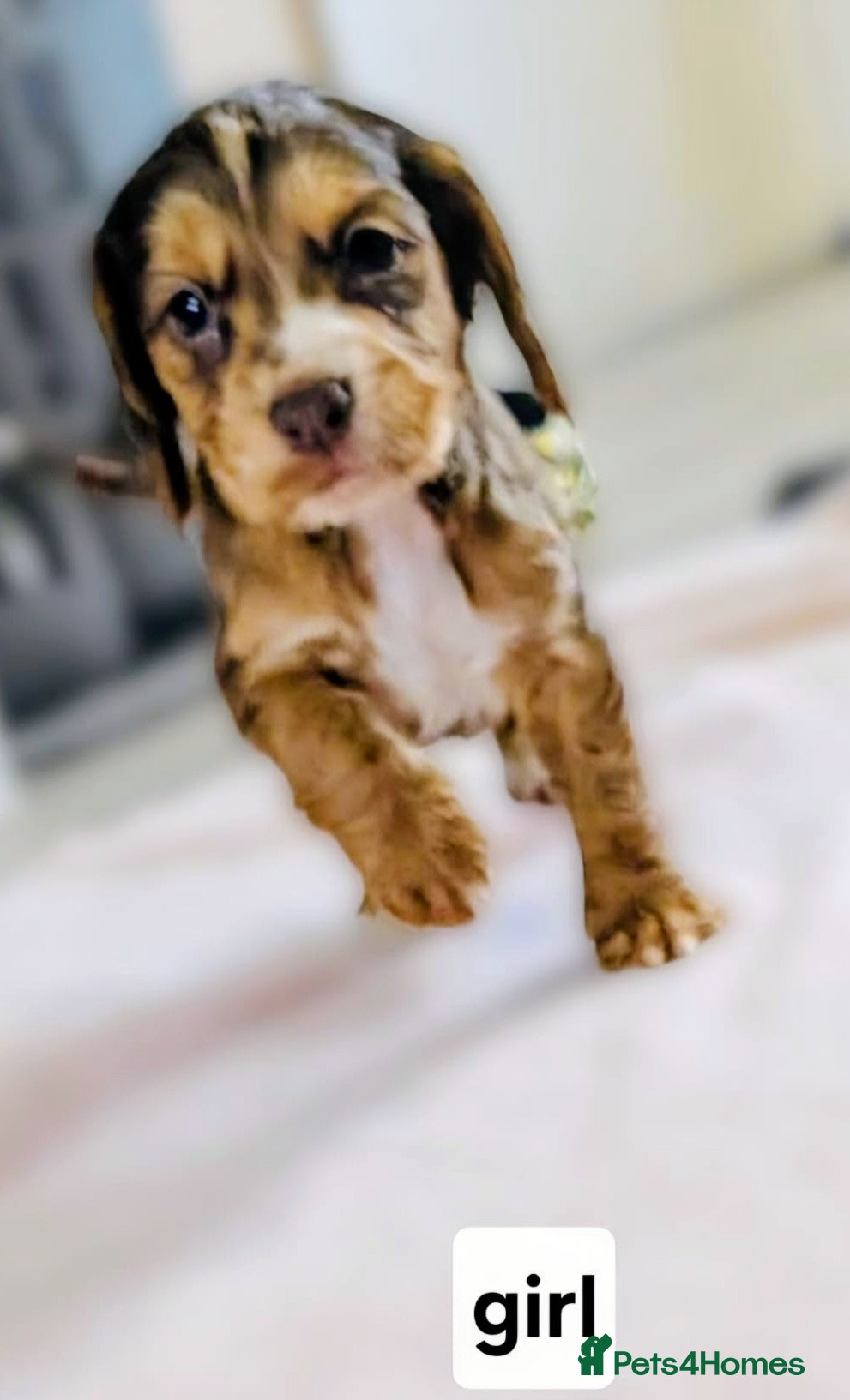 Cocker Spaniel dogs Exceptional Home Reared Cocker Spaniel Puppies - Advert 1