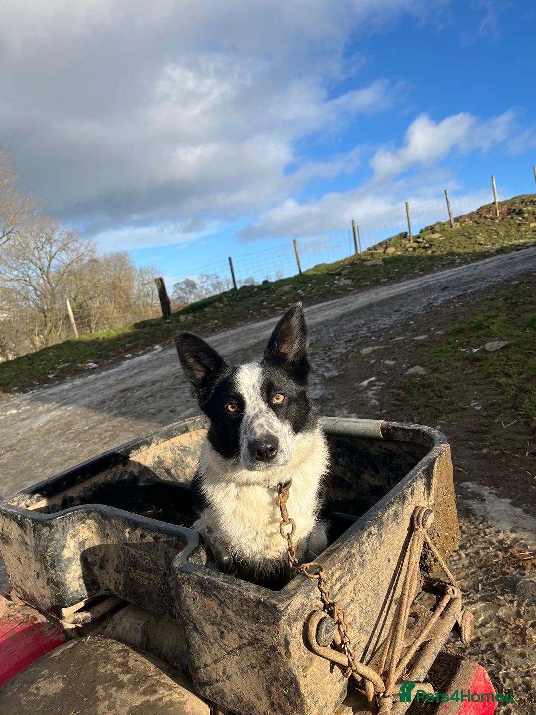 Border Collie dogs for sale: Border collie female - Advert 1