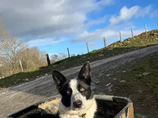 Border Collie dogs Border collie female - Advert 7