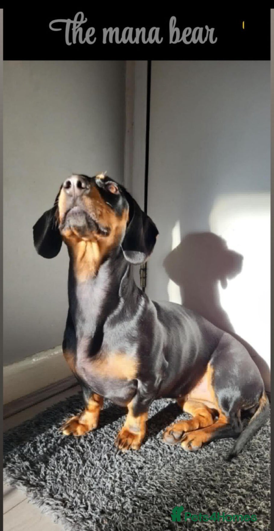 Miniature Dachshund dogs 3x beautiful mini daschund puppies  - Advert 1