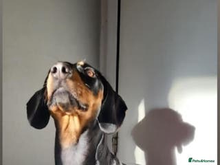 Miniature Dachshund dogs 3x beautiful mini daschund puppies - Advert 12