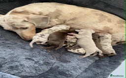 Miniature Dachshund dogs for sale: Absolutely beautiful miniature dachshund  - Image 1