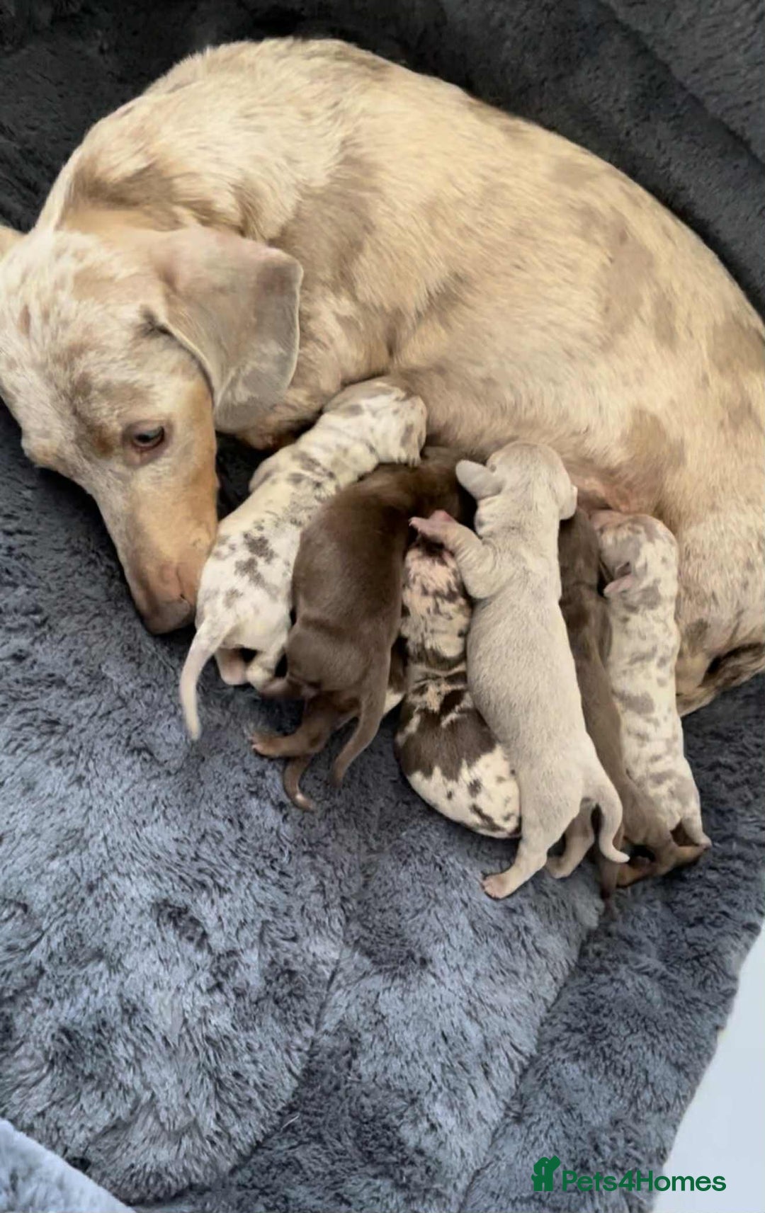 Miniature Dachshund dogs for sale: Absolutely beautiful miniature dachshund  - Image 1