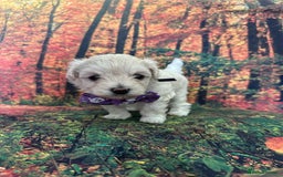 Maltipoo dogs for sale: Korean maltipoo puppies - Image 10