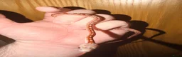 Corn Snake reptiles for sale: Baby cornsnakes  - Advert 5