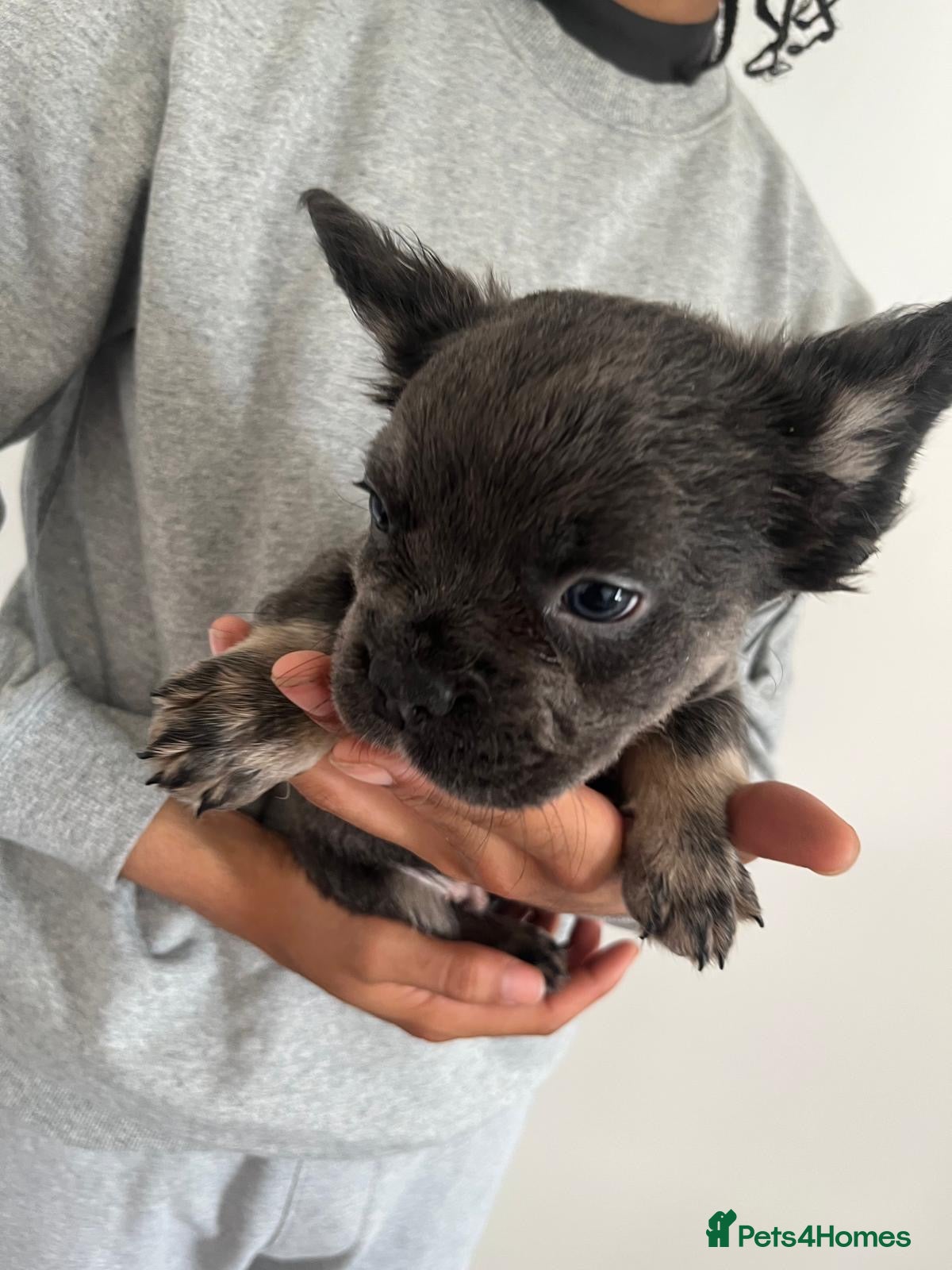 French Bulldog dogs for sale: French bulldogs for sale  - Advert 29
