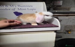 Mini Lop rabbits for sale: SOLD Sold  - Image 1
