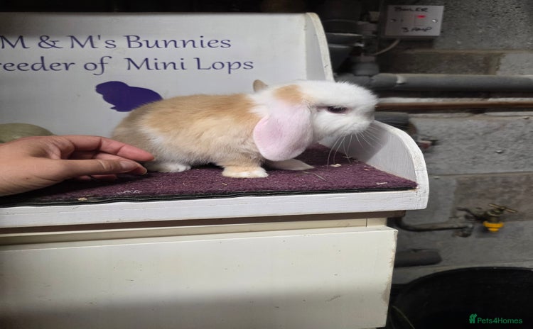 Mini Lop rabbits - Advert 17
