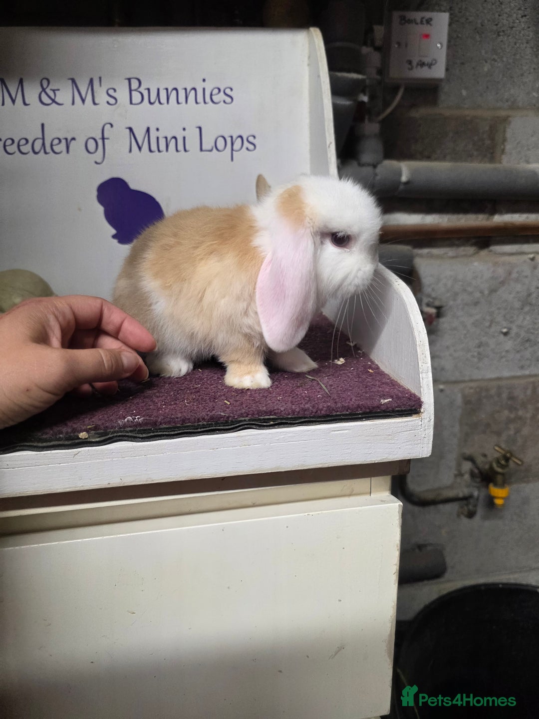 Mini Lop rabbits for sale: SOLD Sold  - Image 1