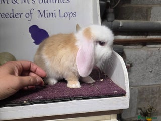 Mini Lop rabbits - Advert 34