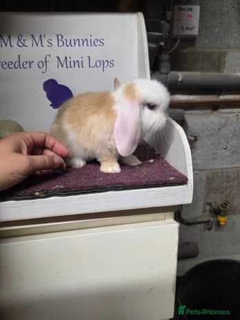 Mini Lop rabbits - Advert 13