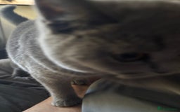Brazilian Shorthair cats for sale: Stunning Gccf.BRITISH SHORTHAIR Blue creamgirl  - Image 13