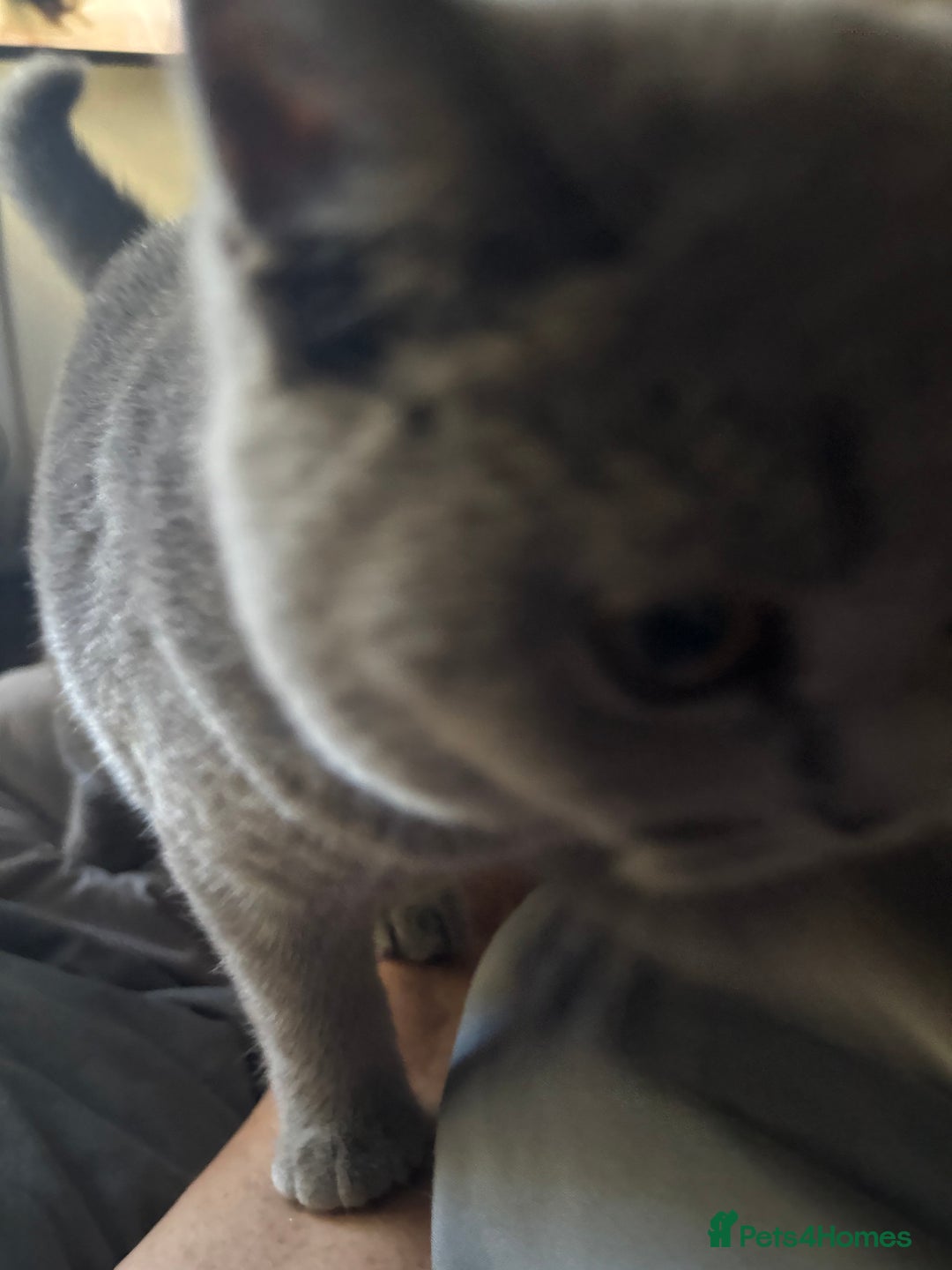 Brazilian Shorthair cats for sale: Stunning Gccf.BRITISH SHORTHAIR Blue creamgirl  - Image 13