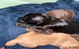 Cocker Spaniel dogs for sale: Cocker spaniel puppies - Image 7