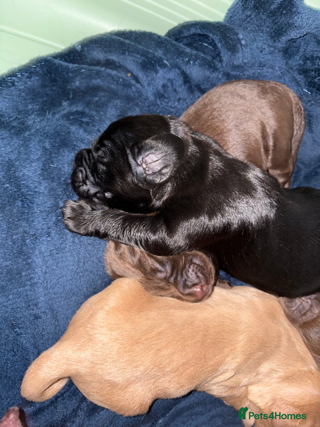 Cocker Spaniel dogs for sale: Cocker spaniel puppies - Image 7