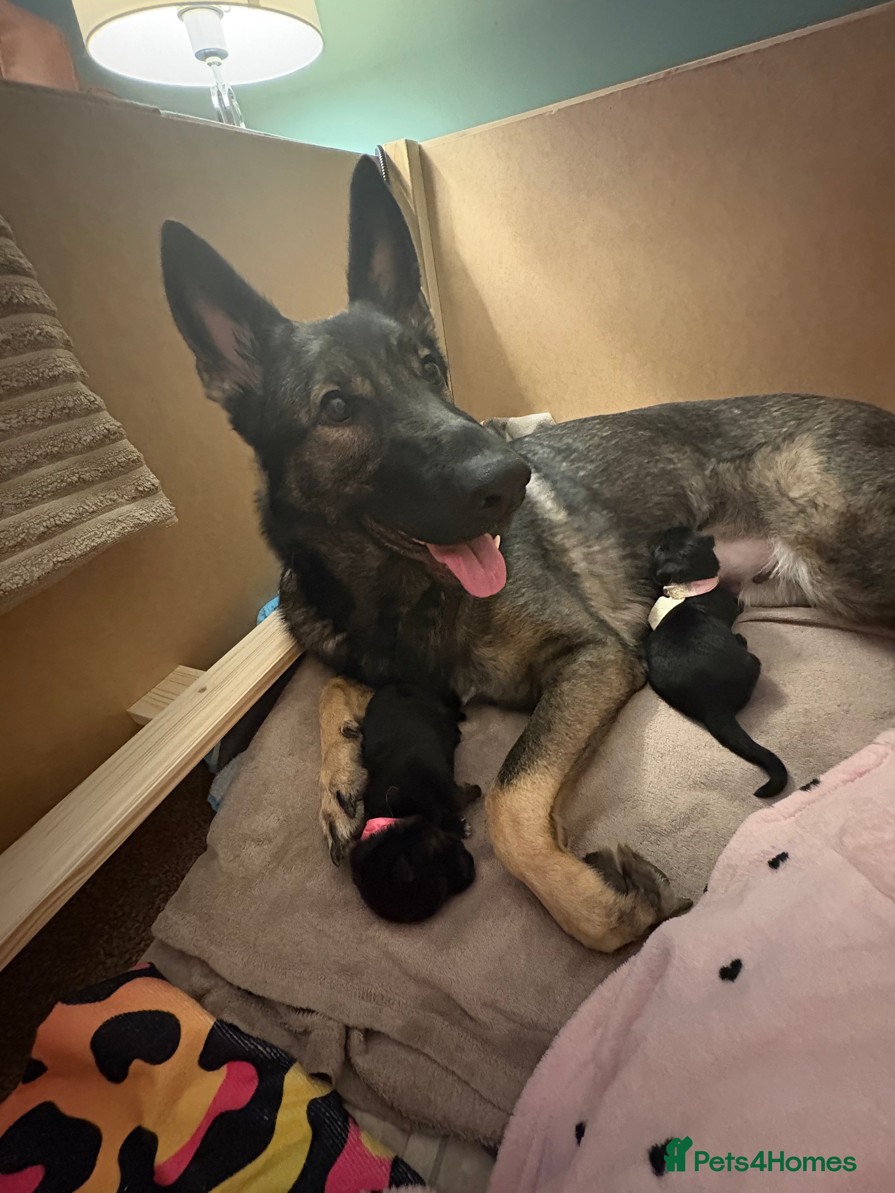 German Shepherd dogs 2 KC registered German shepherd girls for sale - Advert 9