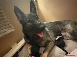 German Shepherd dogs 2 KC registered German shepherd girls for sale - Advert 10