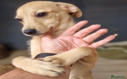 Mixed Breed dogs for adoption: Daisy - In Ayr looking for a home - Image 4