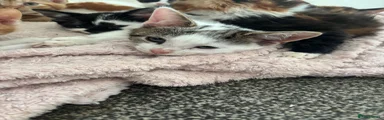 Mixed Breed 4