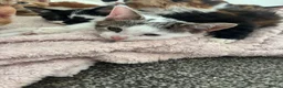 Mixed Breed cats for sale: Beautiful kittens  in Leeds - Advert 3