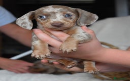Dachshund dogs for sale: true miniature dachshund puppies  - Image 12