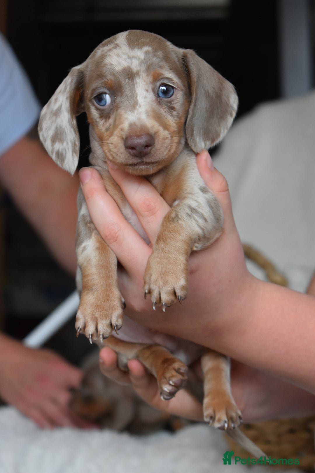 Dachshund dogs for sale: true miniature dachshund puppies  - Image 12
