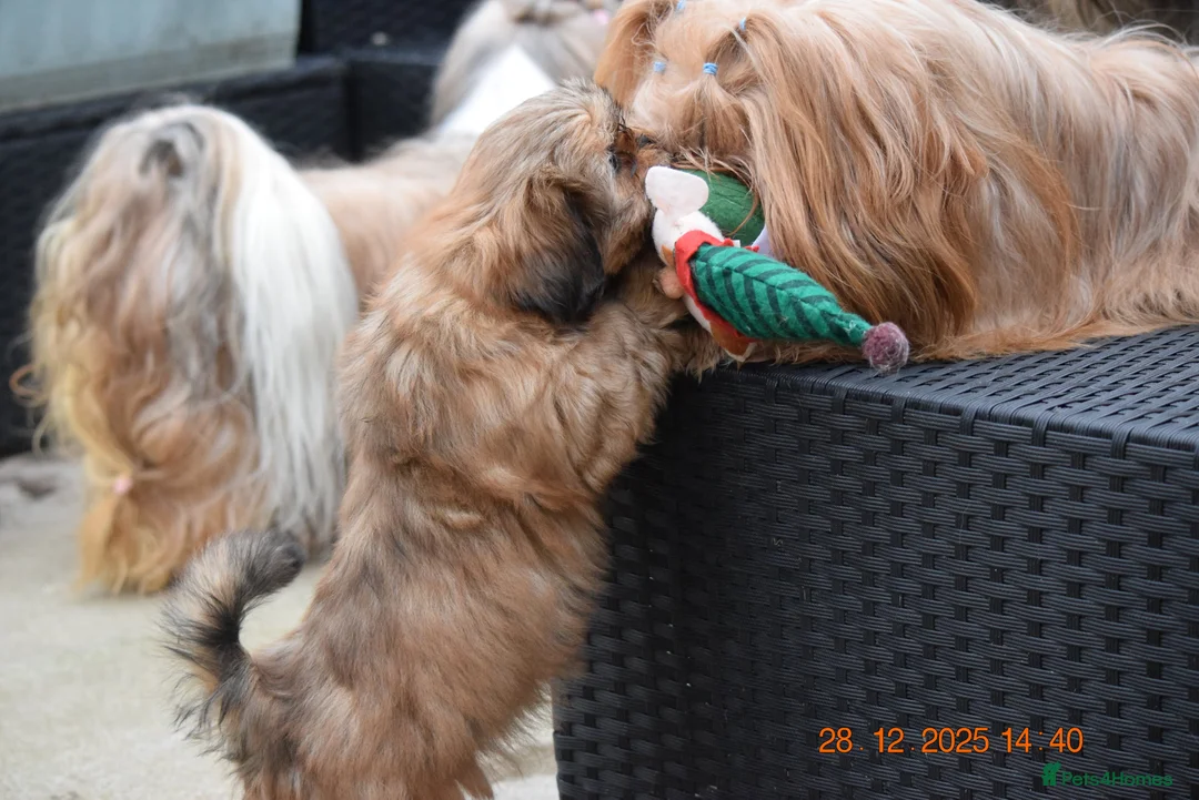 Shih Tzu dogs for sale: SHIH TZU STANDARD - PURE BREED  - Advert 8