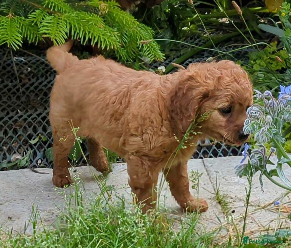 Cavapoo dogs ONLY ONE BOY PUPPY LEFT, price open to negotiation - Advert 2