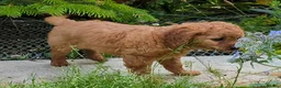 Cavapoo dogs for sale: All puppies reserved. - Advert 28