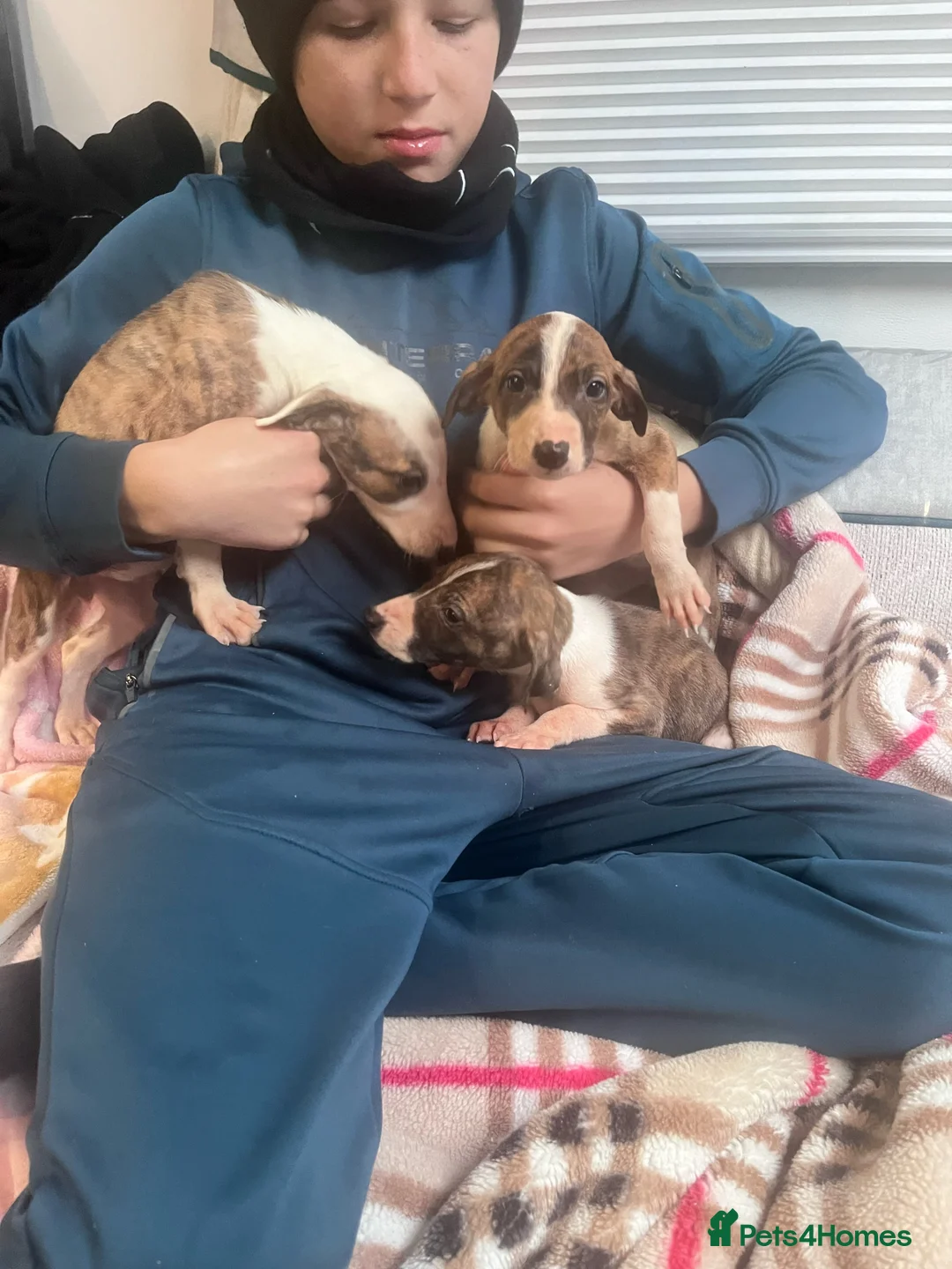 Saluki dogs for sale: Saluki puppies ready now  - Advert 15