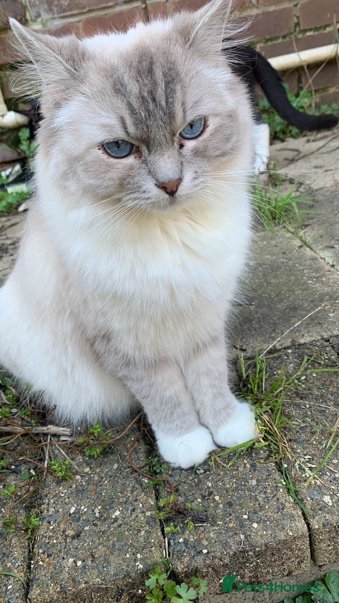 Mixed Breed cats for sale: Tabby Cat! - Advert 1