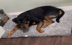 Rottweiler dogs for sale: Bruno. Stunning 1yr 8 months Rottweiler boy - Image 3