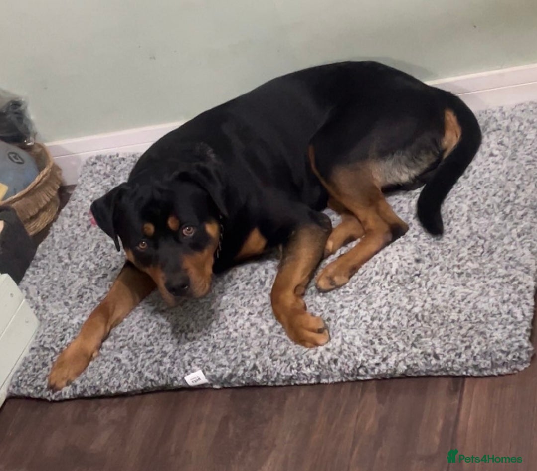Rottweiler dogs for sale: Bruno. Stunning 1yr 8 months Rottweiler boy - Image 3