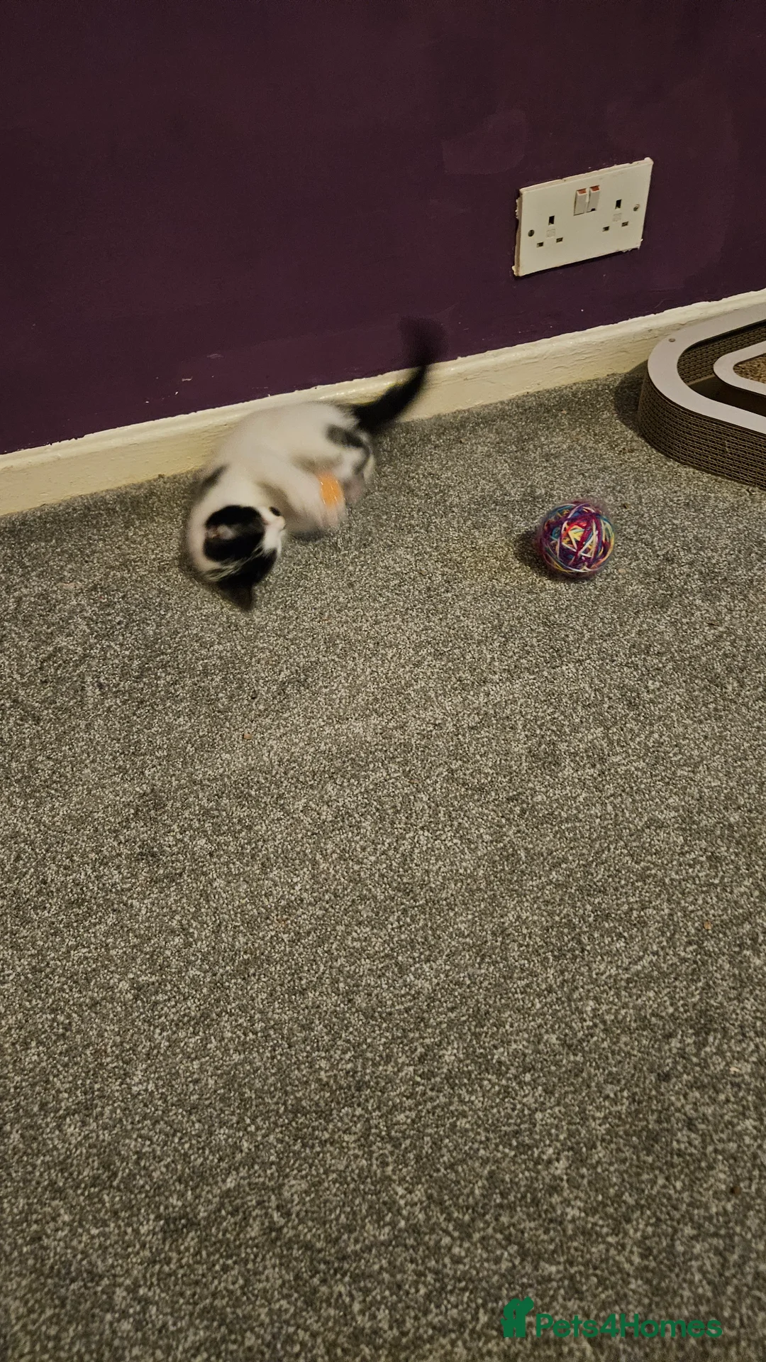 Ragdoll cats for sale: One beautiful male kitten left  in Bathgate - Advert 7