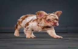 French Bulldog dogs for sale: QUALITY FLUFFY FRENCHIE'S  - Image 6