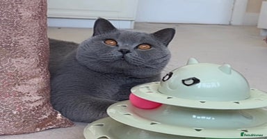 British Shorthair cats - Advert 9