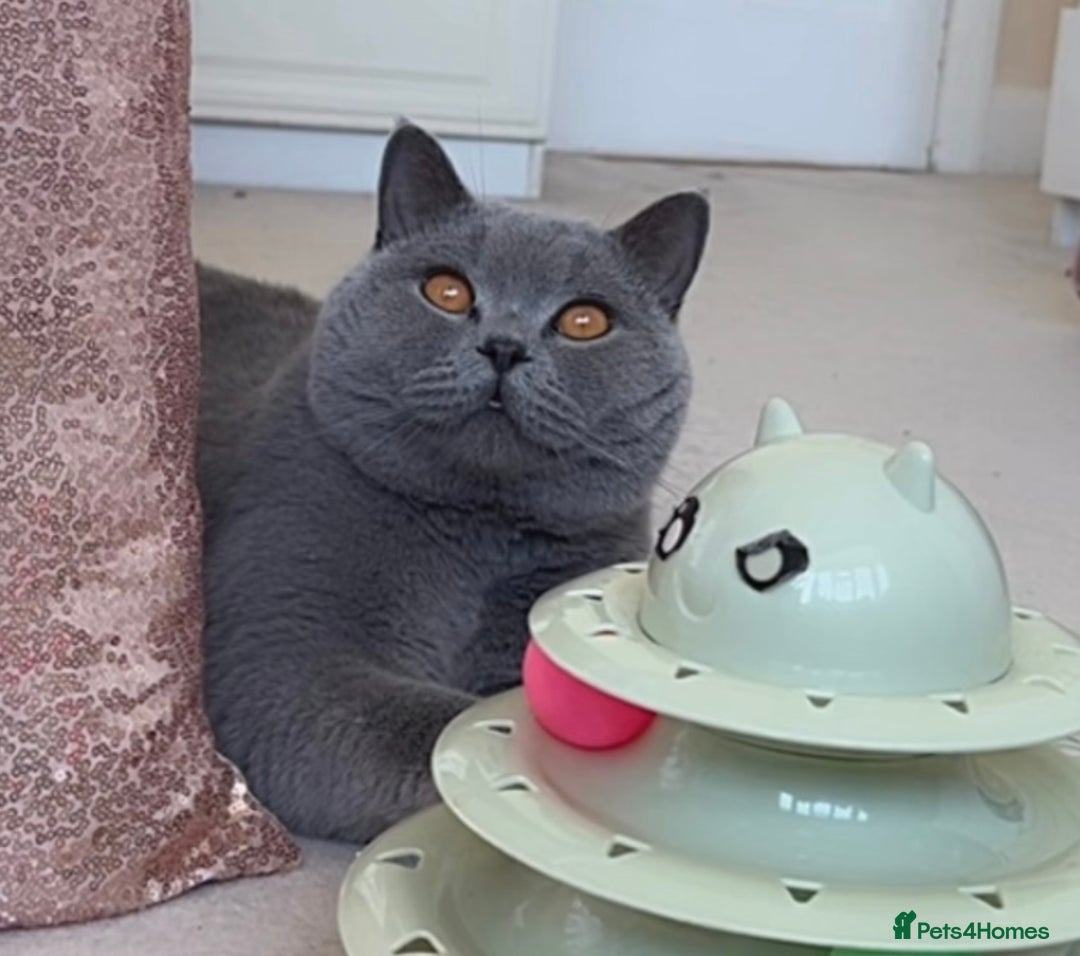 British Shorthair cats for sale: TICA Registered Active Blue Boy! - Image 2
