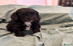 Cavapoo dogs for sale: Cavapoo  - Image 4