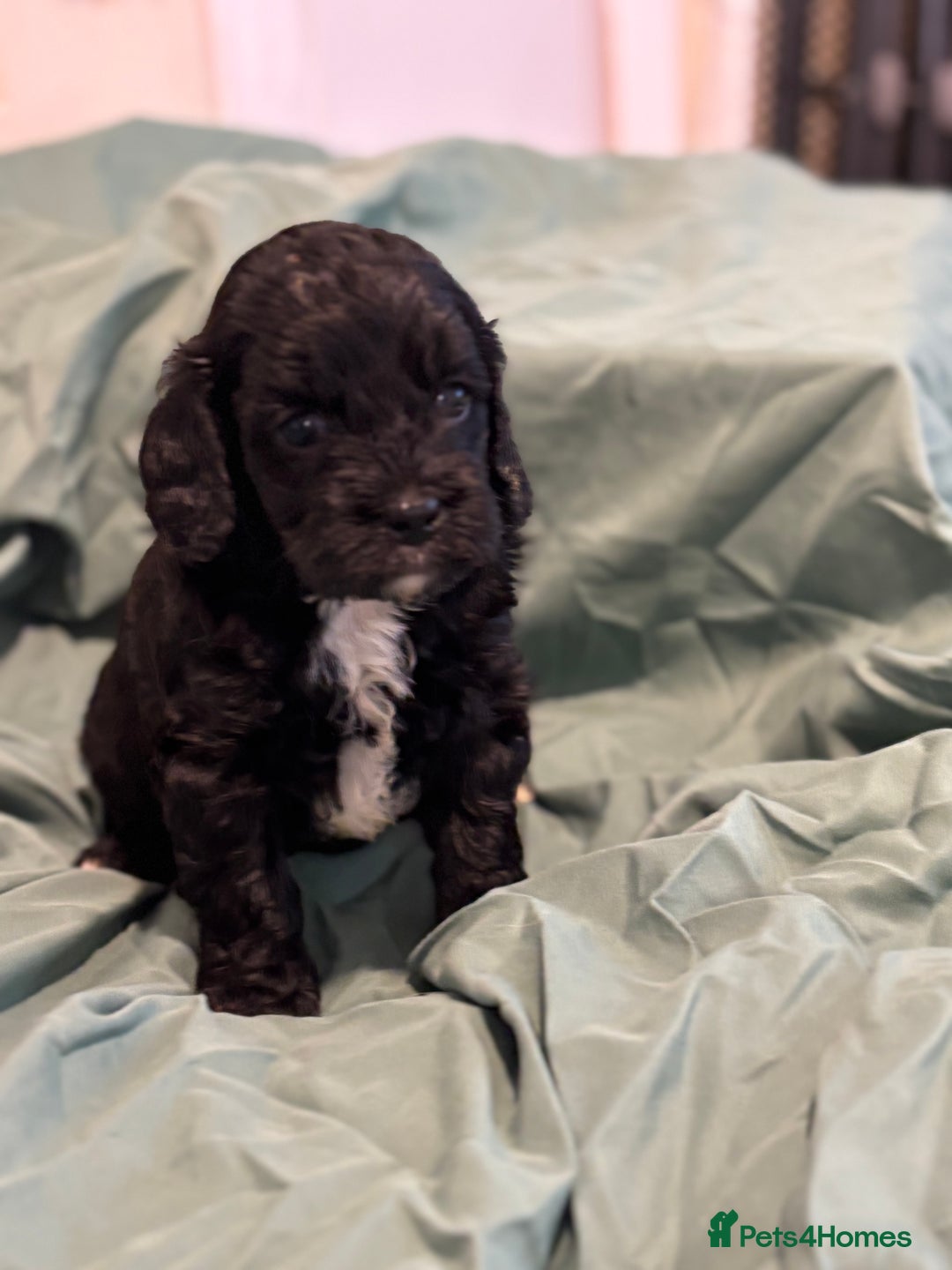 Cavapoo dogs for sale: Cavapoo  - Image 4