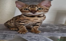 Bengal cats for sale: Last one😍Pure Bengal kittens❤️Ready to go😍 - Image 19