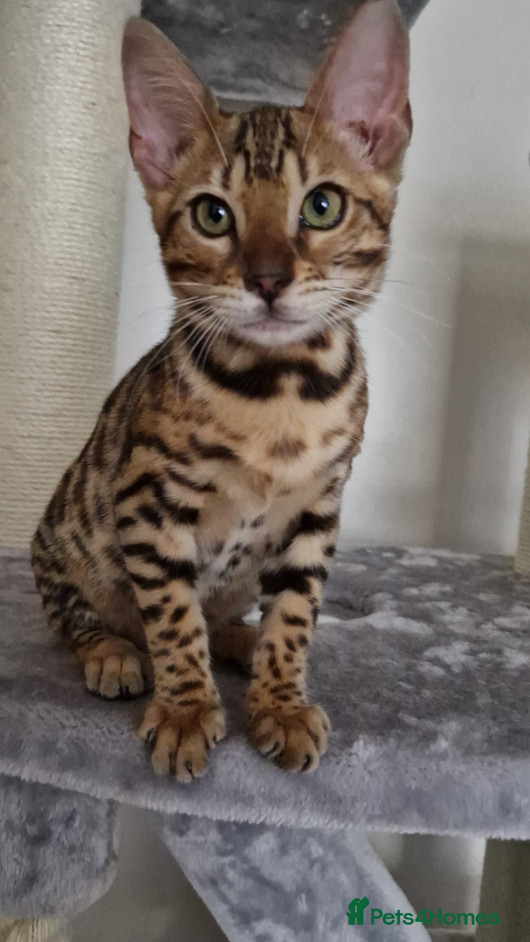 Bengal cats for sale: Last one😍Pure Bengal kittens❤️Ready to go😍 - Image 19