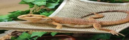Bearded Dragon reptiles for sale: Bearded dragon  - Advert 7