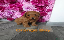 Cavapoo dogs for sale: CAVAPOO F1B RED HEALTY TESTED PARENTS - Image 18