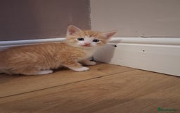 Mixed Breed cats for sale: Beautiful Kittens  - Image 4