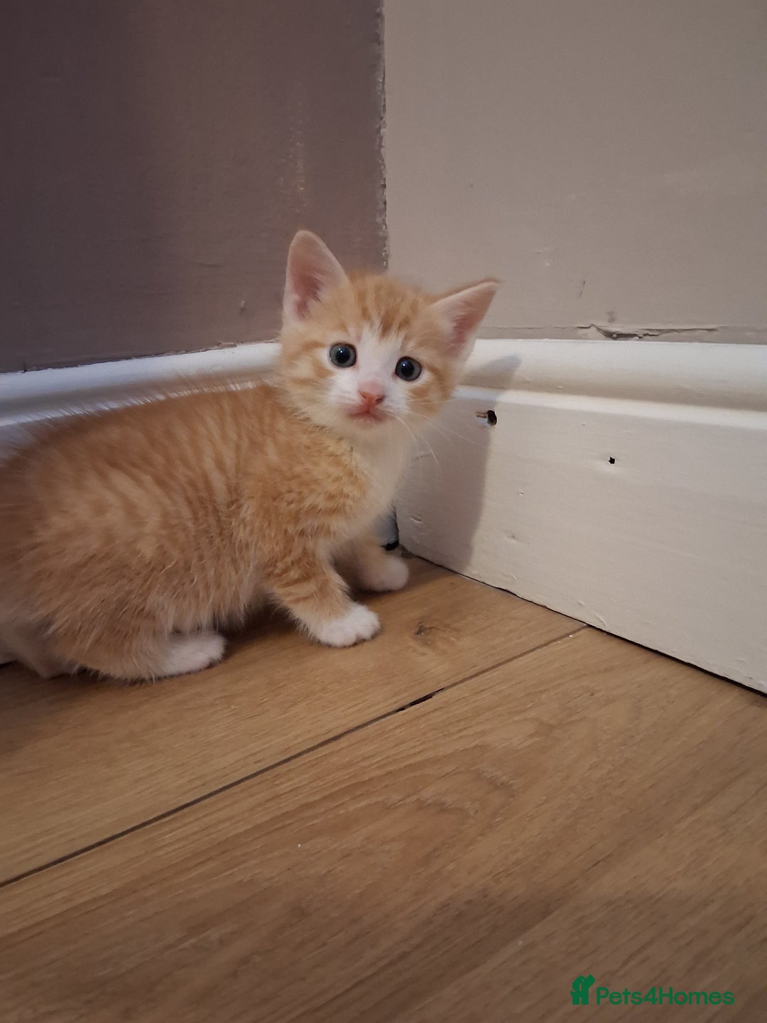 Mixed Breed cats for sale: Beautiful Kittens  - Image 4