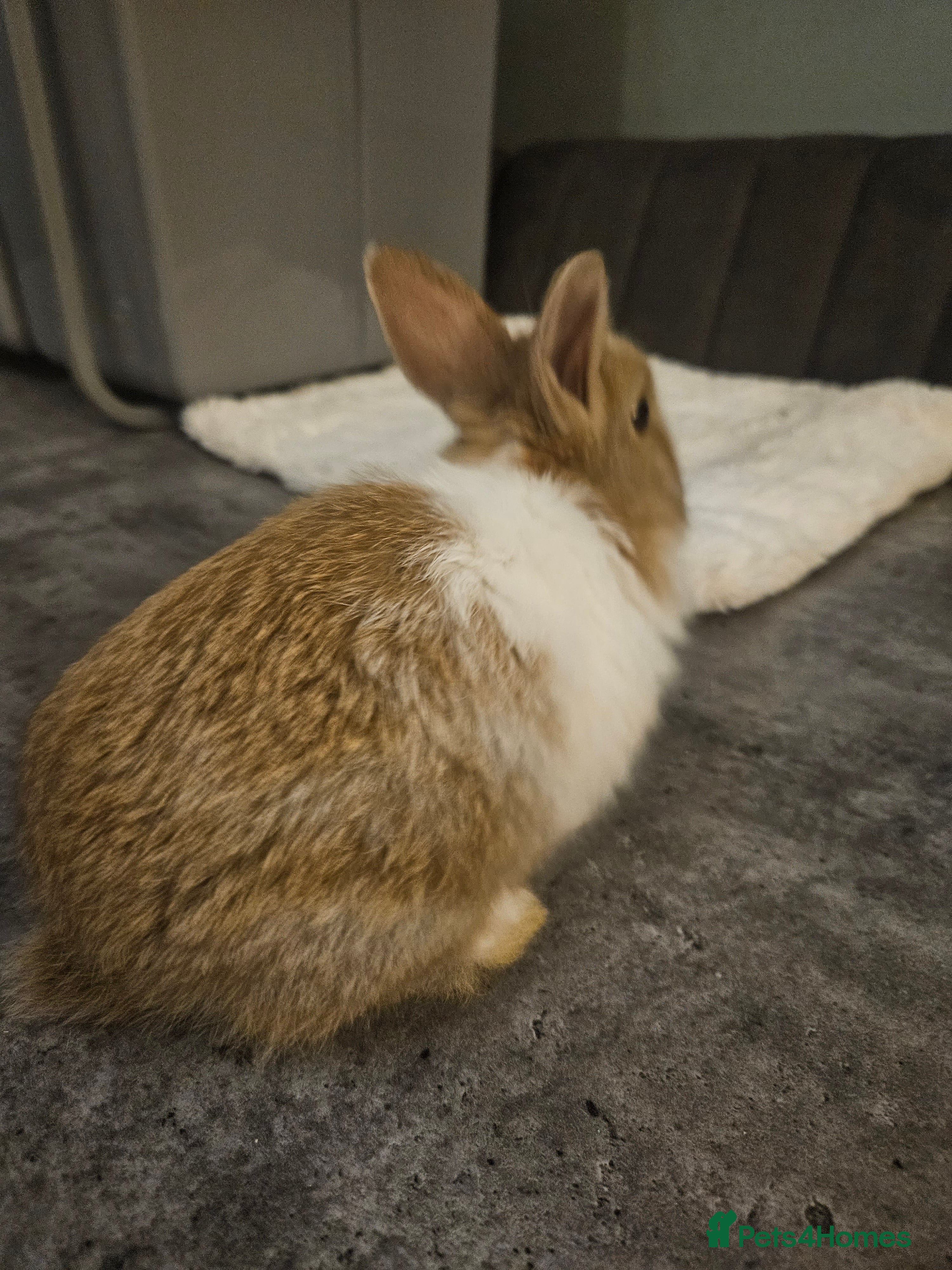 Mixed Breed rabbits for sale: 2 stunning bucks left 16 weeks  - Advert 4