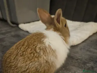 Mixed Breed rabbits for sale: 2 stunning bucks left 16 weeks - Advert 4