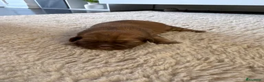 Shih Tzu 2