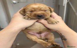 Springador dogs for sale: 3/4 Labrador (Springador x Labrador) Pups for Sale - Image 30