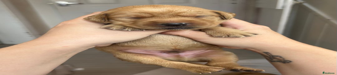 Springador Puppy 9